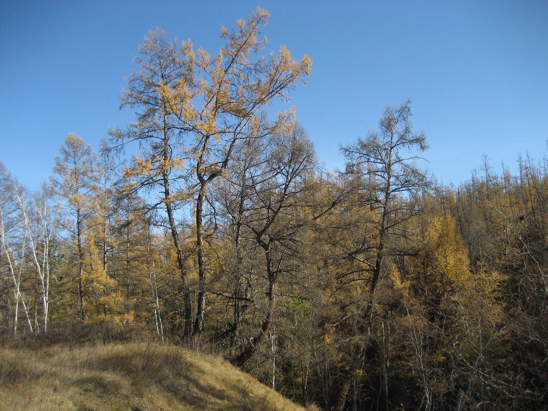 По берегам Шестаковки - Anna Ivanova По берегам Шестаковки - Anna Ivanova