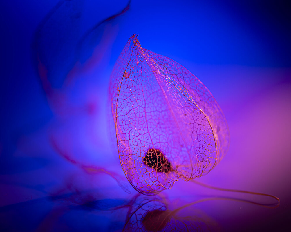 Физалис скелетированный - Николай Галкин 