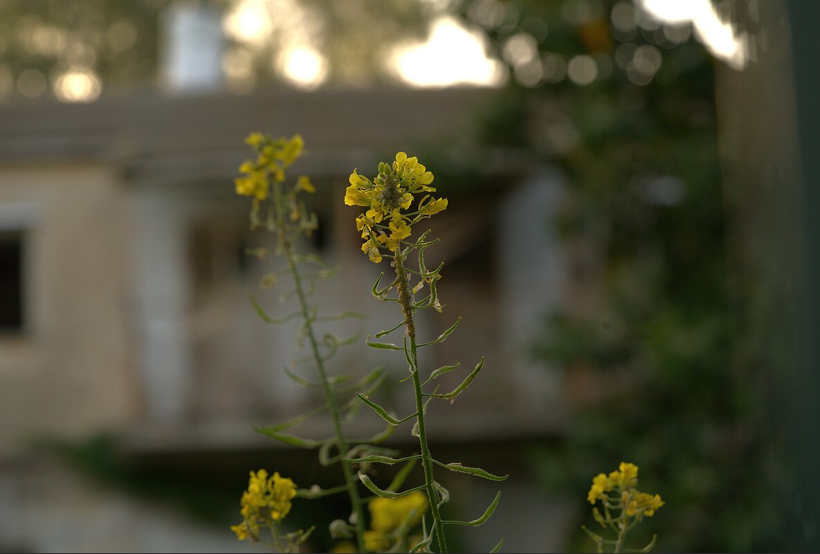 цветочки - ujgcvbif 