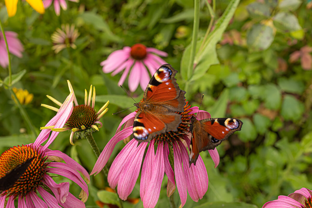 Лето в разгаре. - Lucy Schneider 