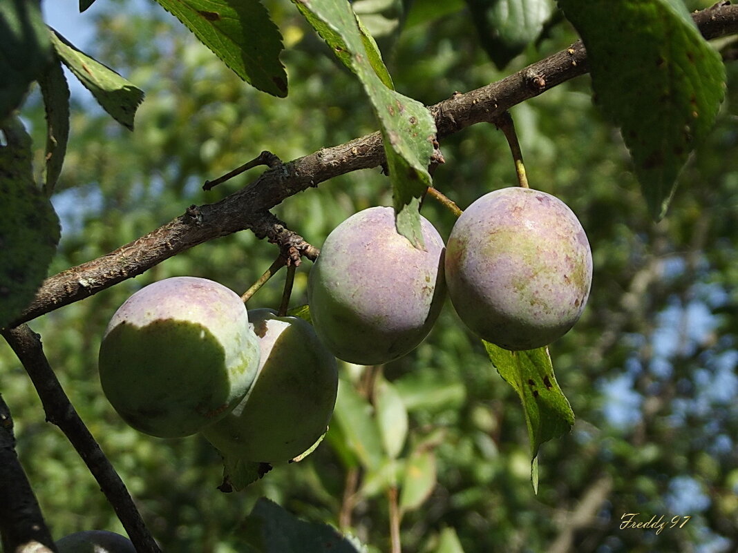 Сливы - Freddy 97