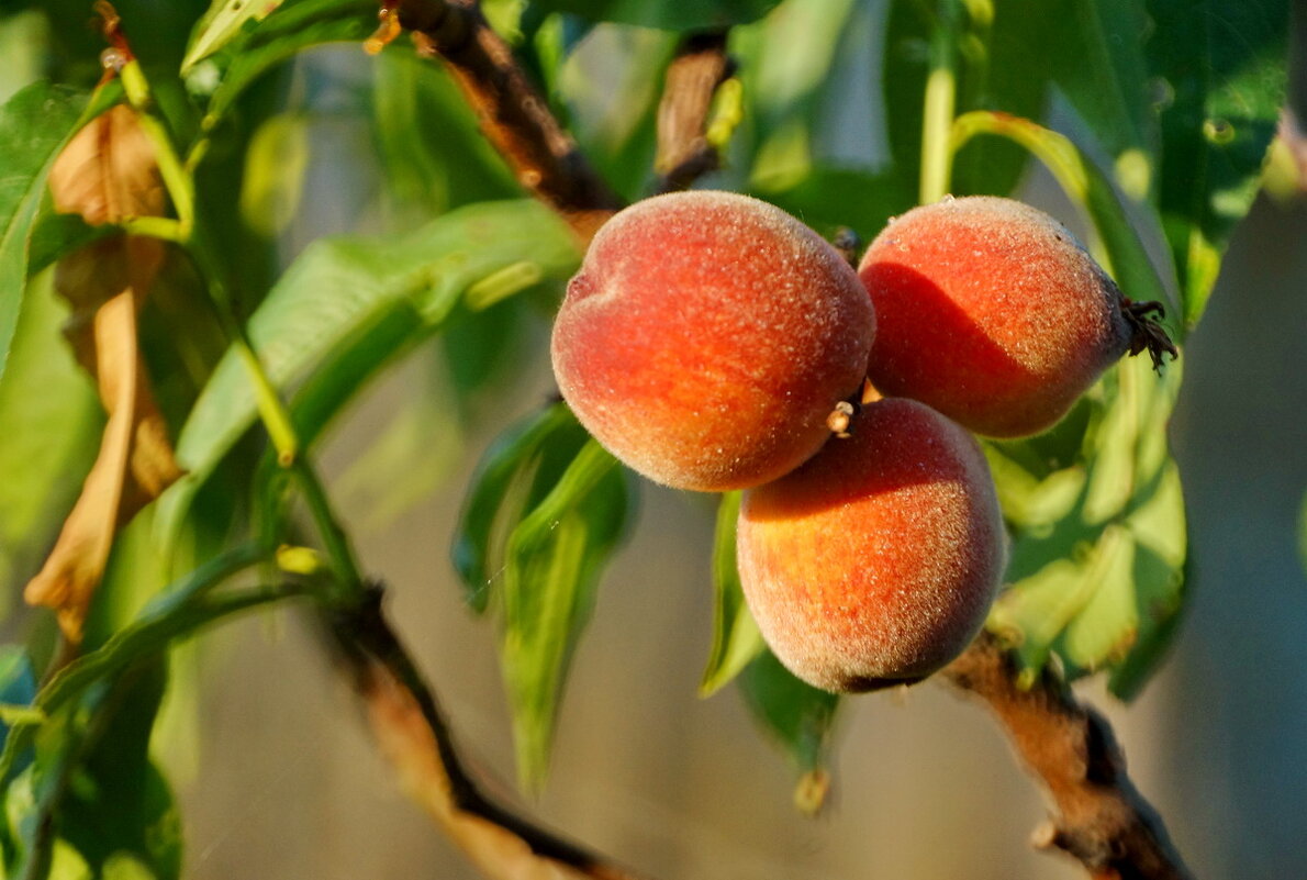 из серии " Когда я был в станице..." - Николай Саржанов