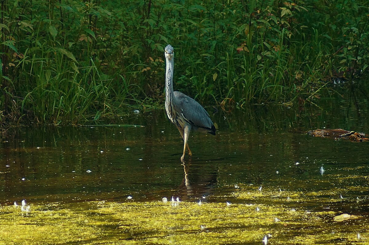 Цапля Пруд "Баранка" - Леонид leo
