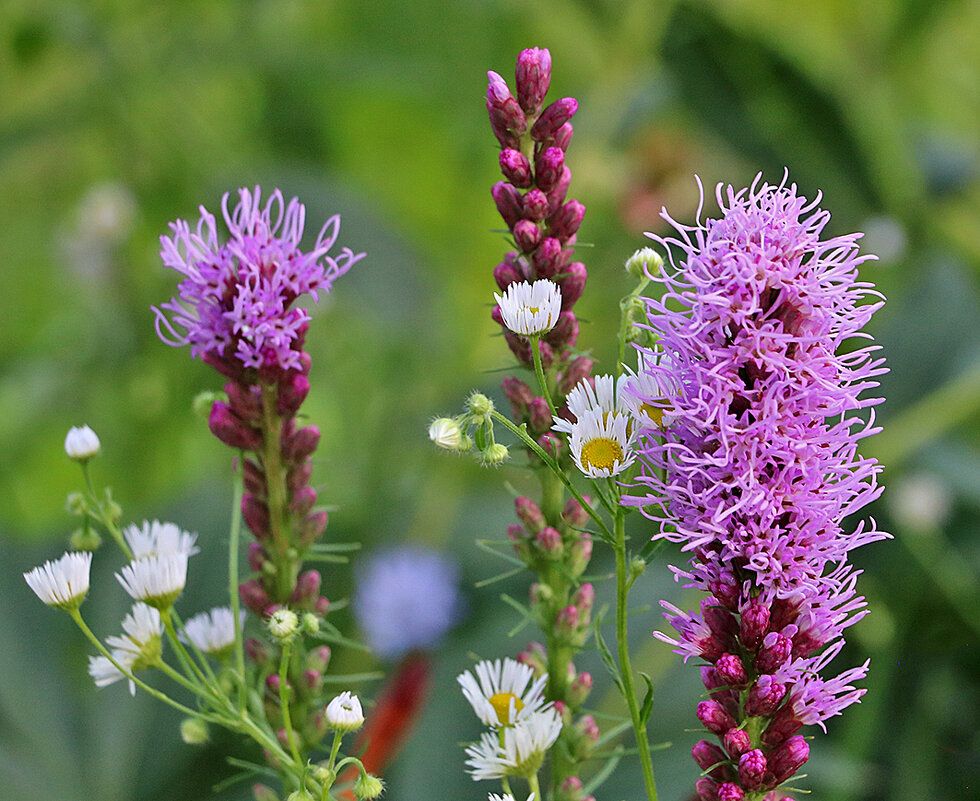 Летнее разноЦветье - Светлана 