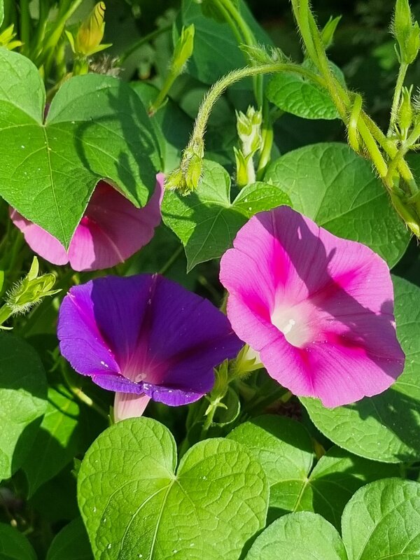 Утренние вьюнки - Наталья 