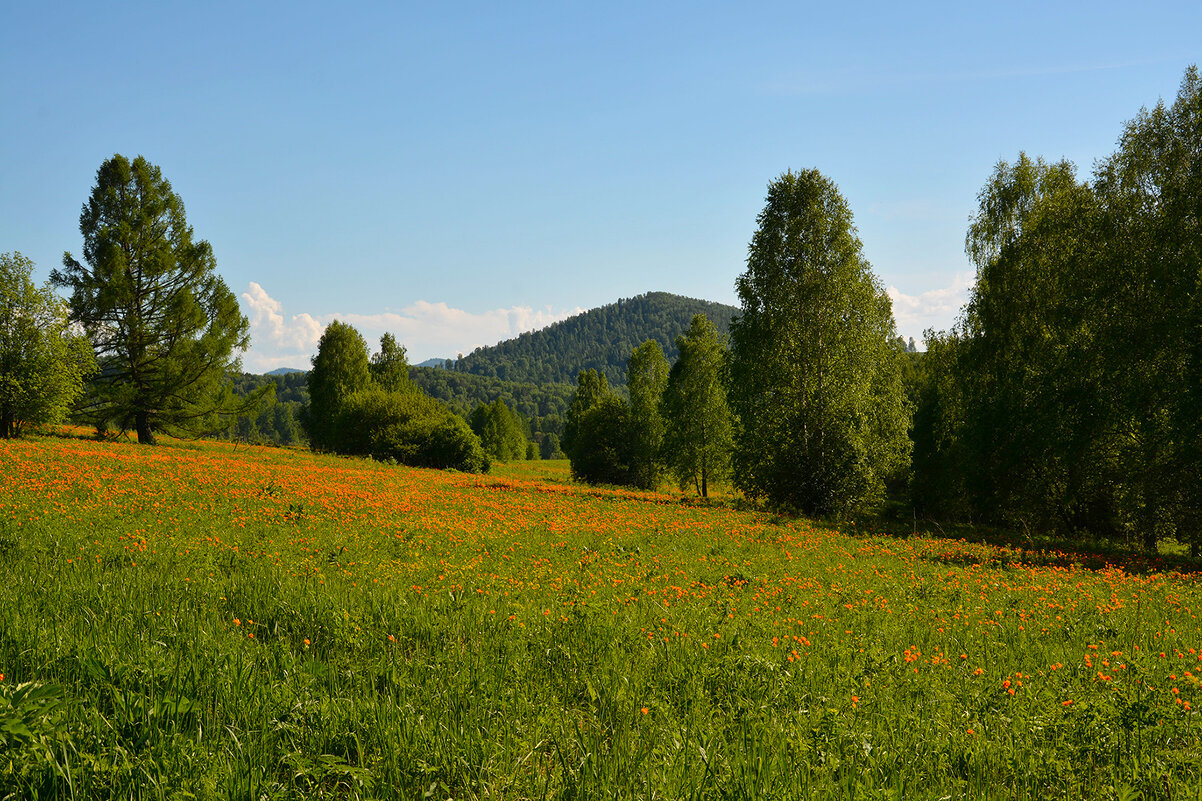 Огоньковые поляны - Валерий Медведев