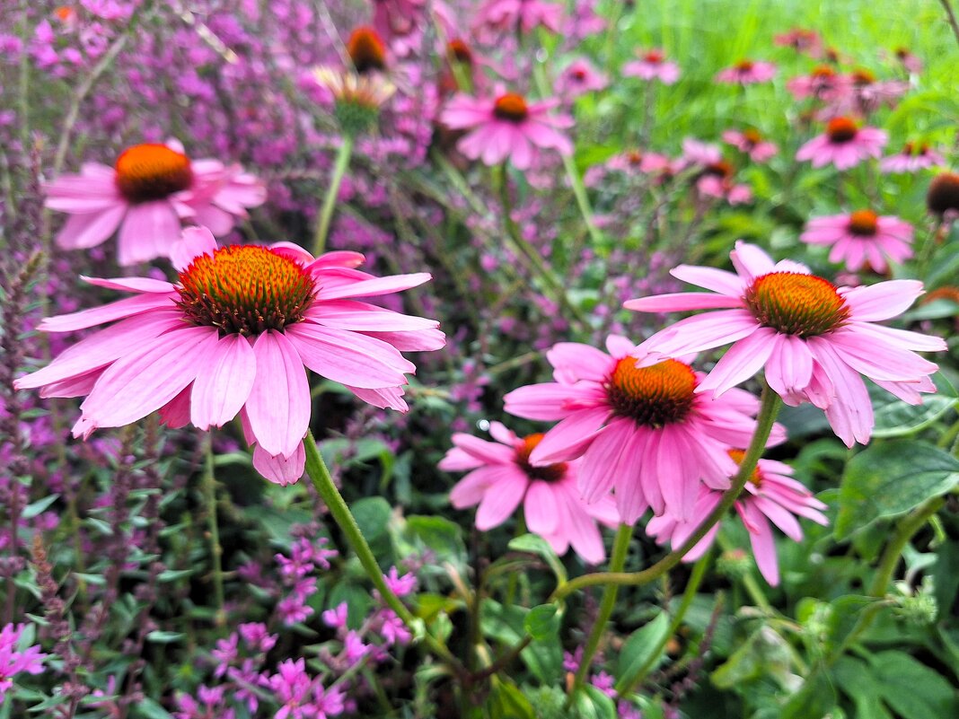 Эхинацея - Наталья 