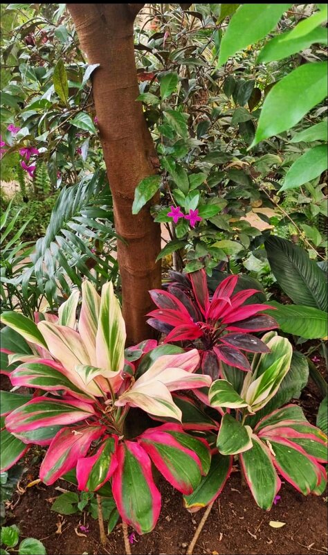 Цветы лета! - Надежда 