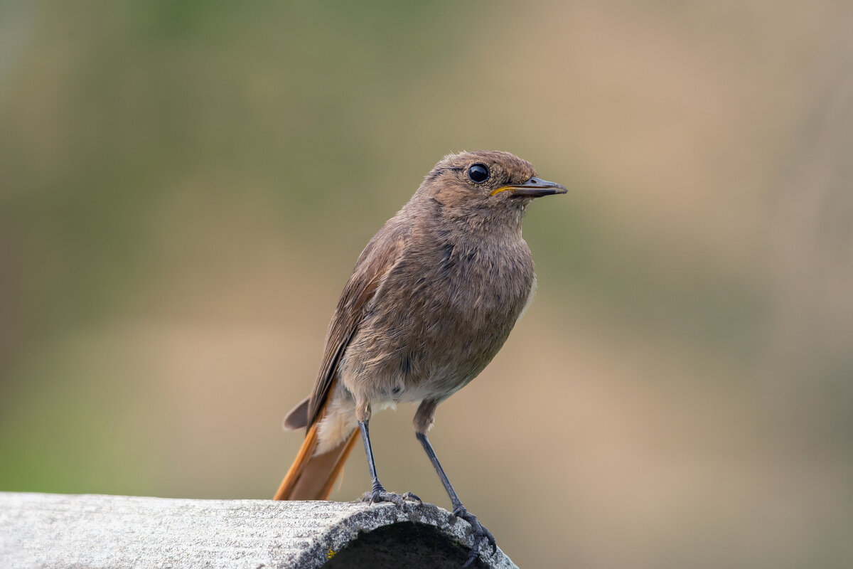 * - Виталий Емельянов * - Виталий Емельянов