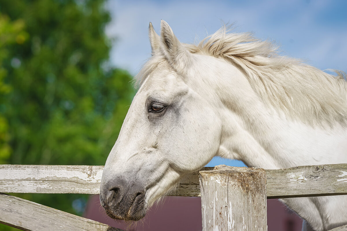 Лошадь - Alex Bush