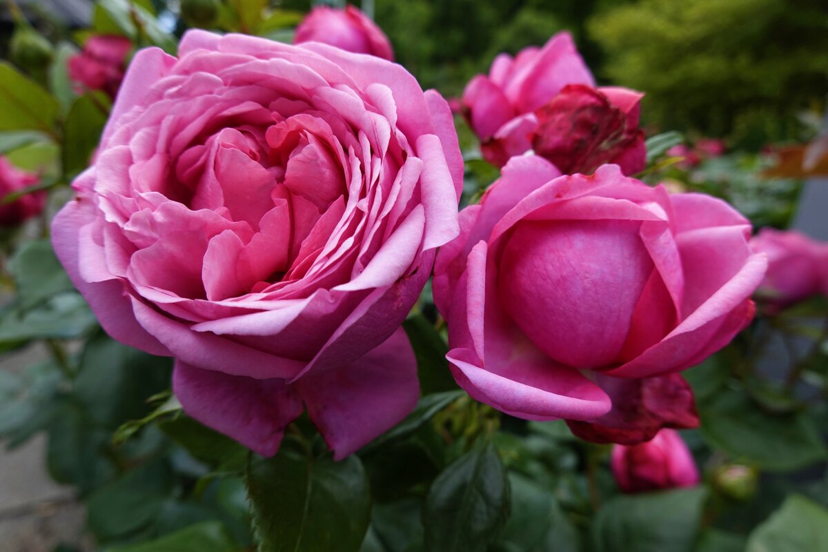 Люблю я розовые розы. Они изящны и чисты,.... - Галина 