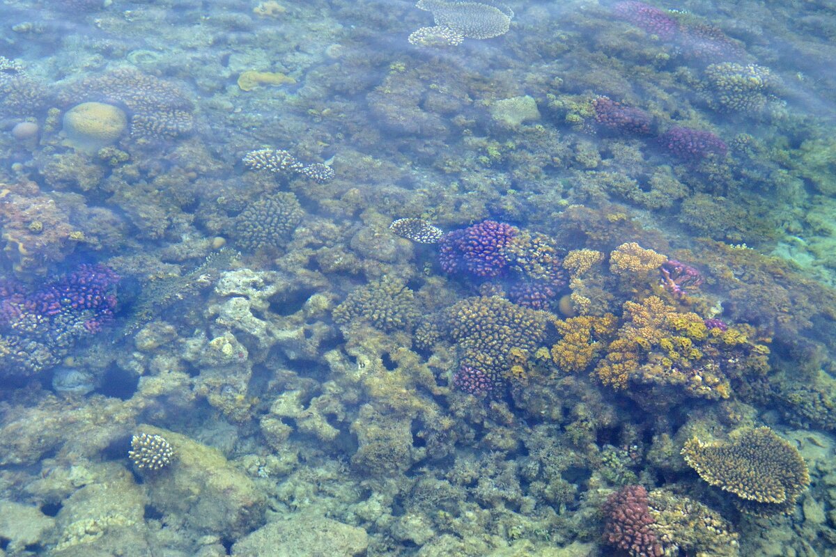 Красное море с берега - Марина Виноградова