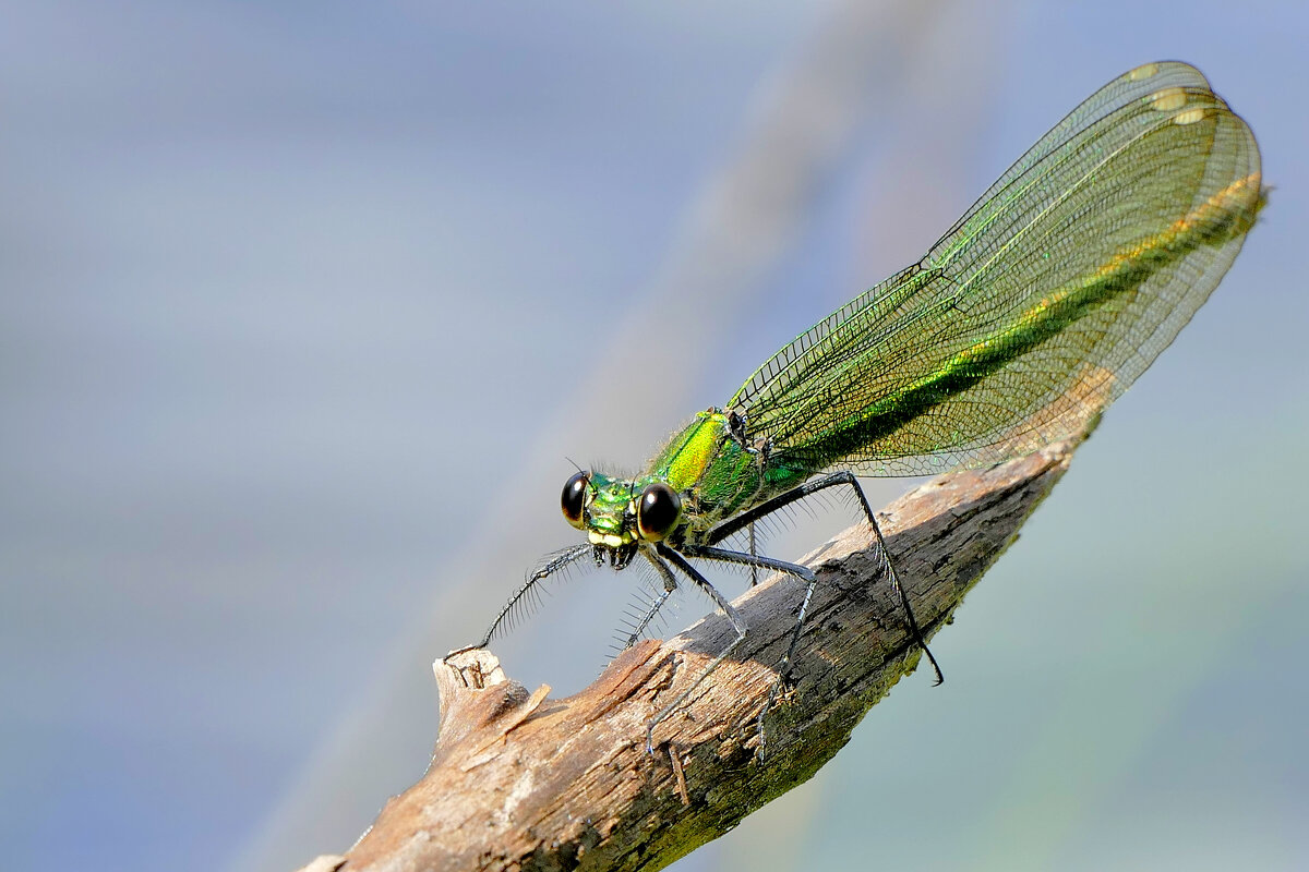 из снятого сегодня 4 - Александр Прокудин из снятого сегодня 4 - Александр Прокудин