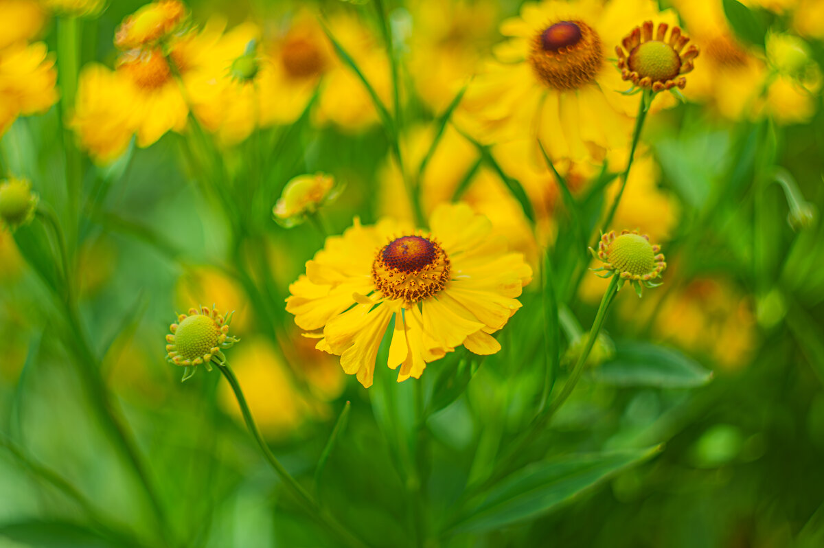 Дачная красота - Александр Филатов Дачная красота - Александр Филатов