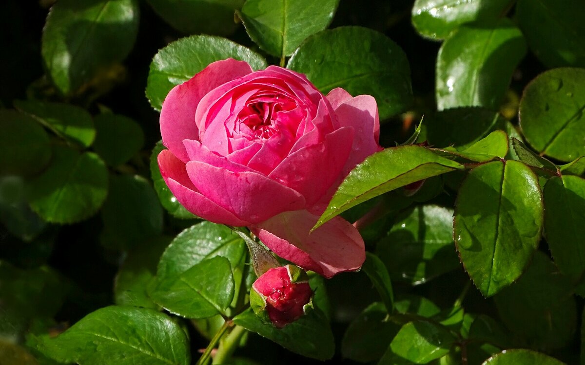 О красоте цветов. - Милешкин Владимир Алексеевич 