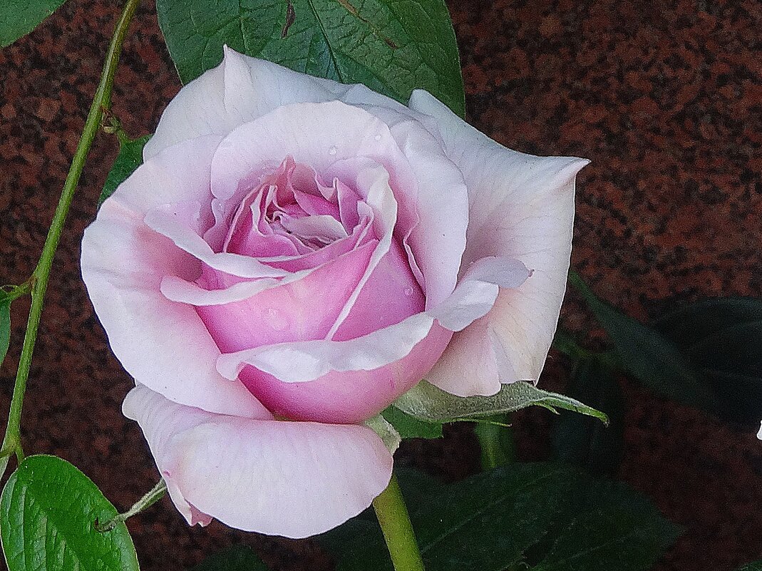 Роза - Лидия Бусурина Роза - Лидия Бусурина