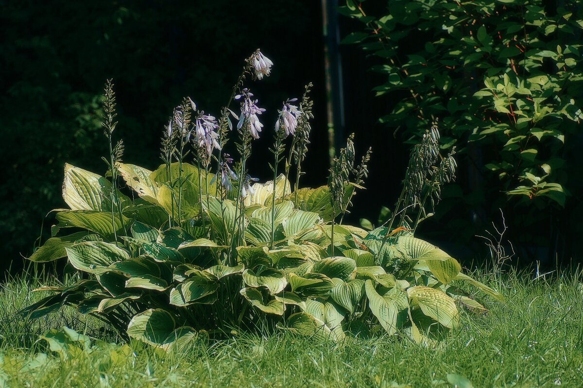 *** - Леонид leo