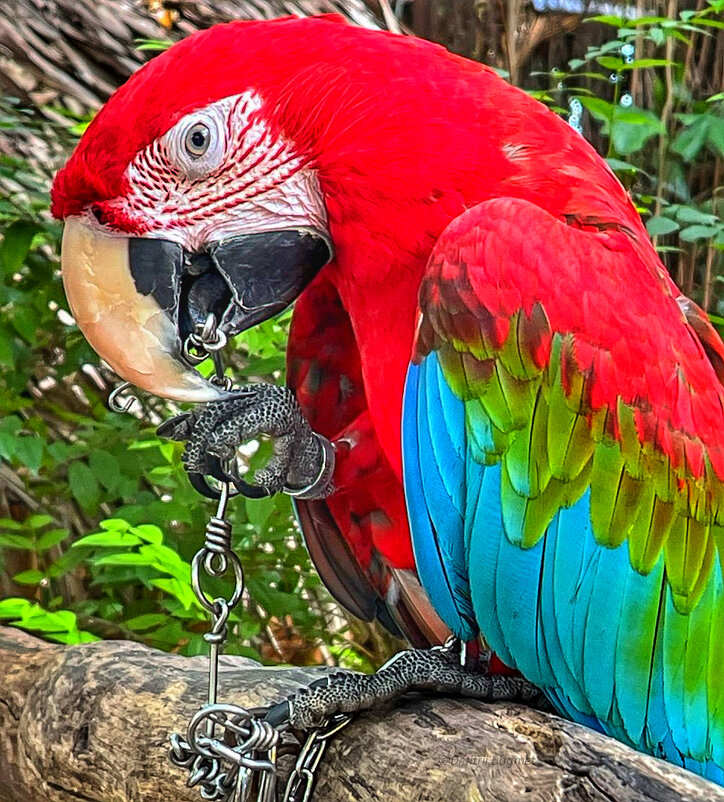 Просто попугайчик . - Дмитрий Багмет