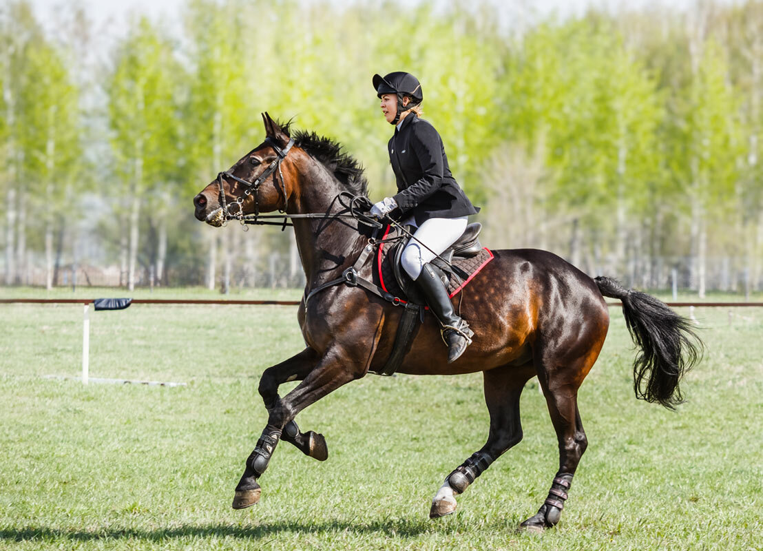 Конкур - SanSan 