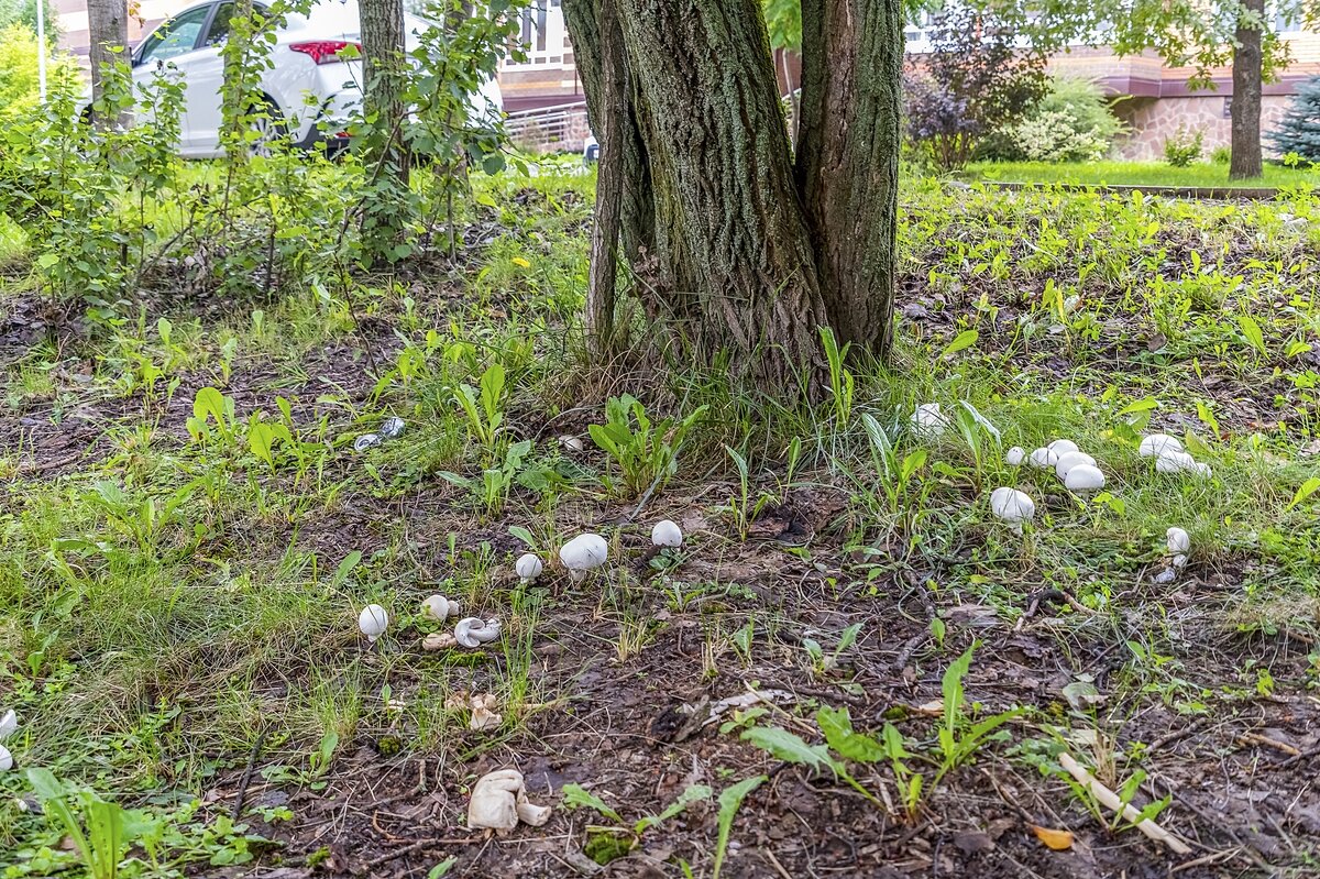 Городские - Валерий Иванович