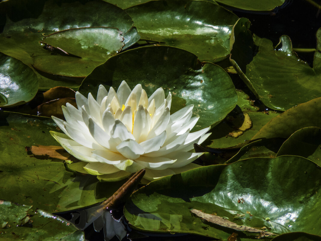 Белоснежная лилия - Валентин Семчишин Белоснежная лилия - Валентин Семчишин