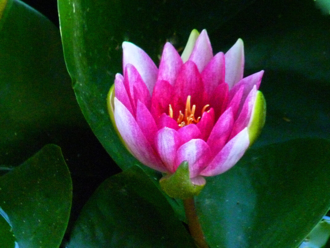 Розовая  лилия - Валентин Семчишин