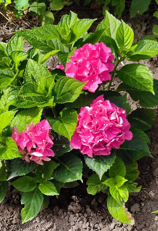 Гортензия. - Ольга Гортензия. - Ольга