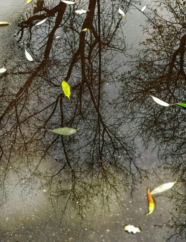 Осень. Отражение. - Любимова Ольга 