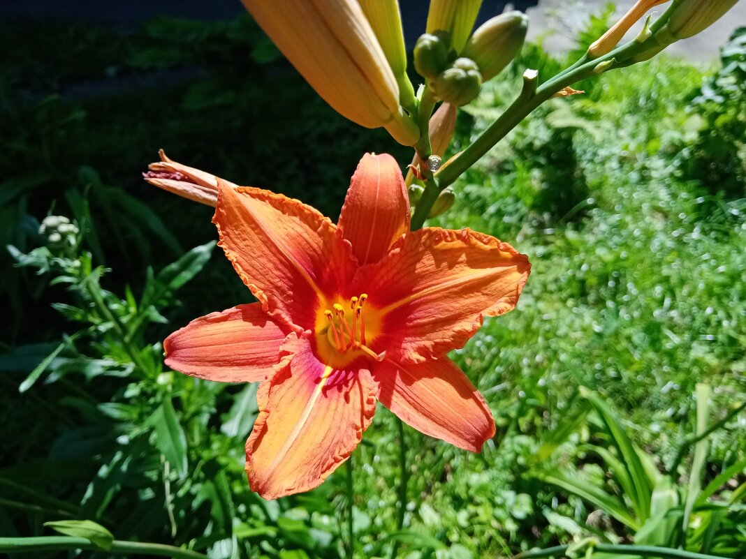 Цветы. - Владимир Драгунский Цветы. - Владимир Драгунский