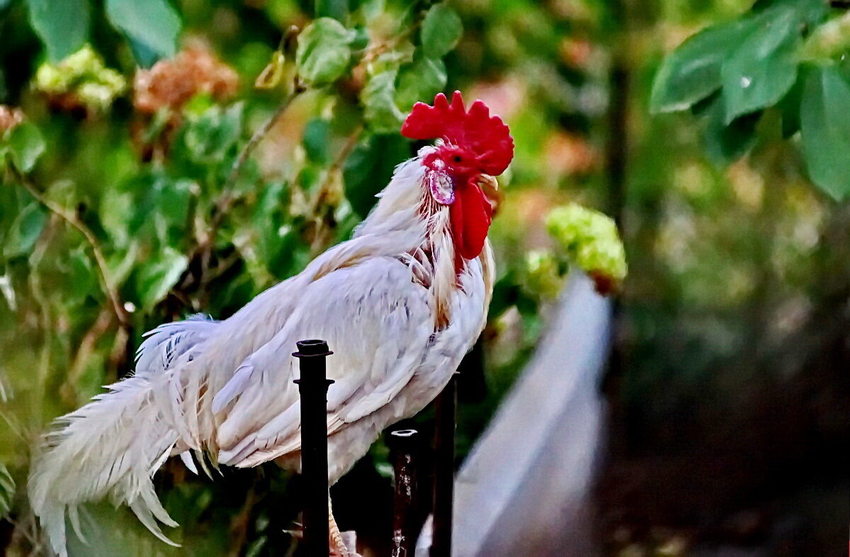 Хозяин птичьего двора... - Николай Саржанов