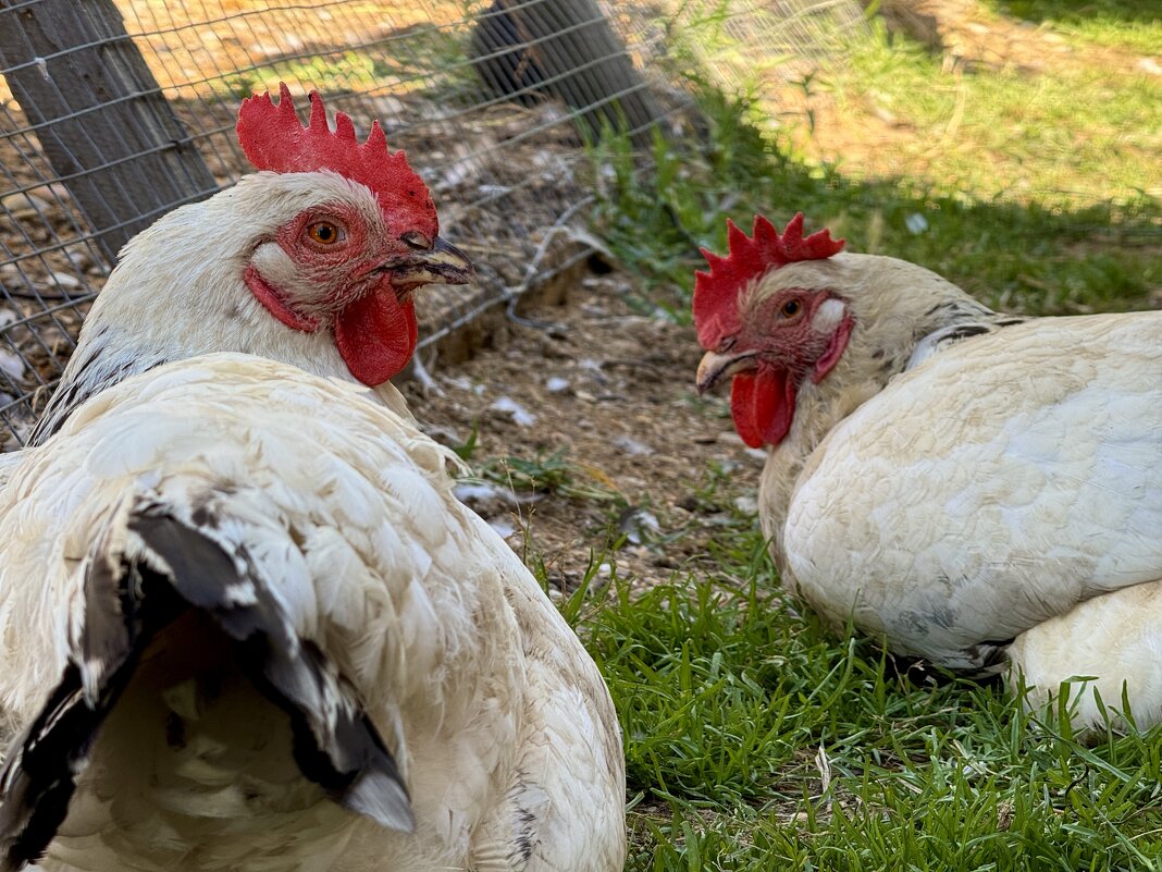 *** - Сергей Адигамов