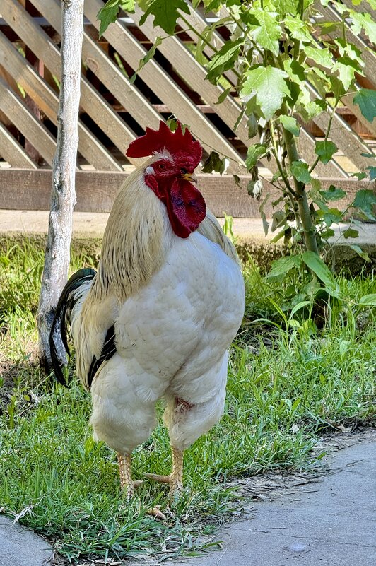 Директор птичника. - Сергей Адигамов Директор птичника. - Сергей Адигамов
