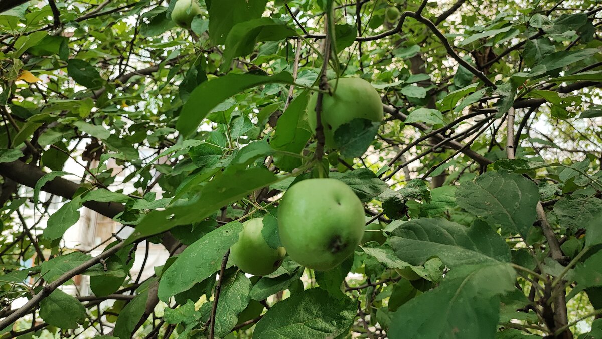 ,,, - Сергей Тимоновский