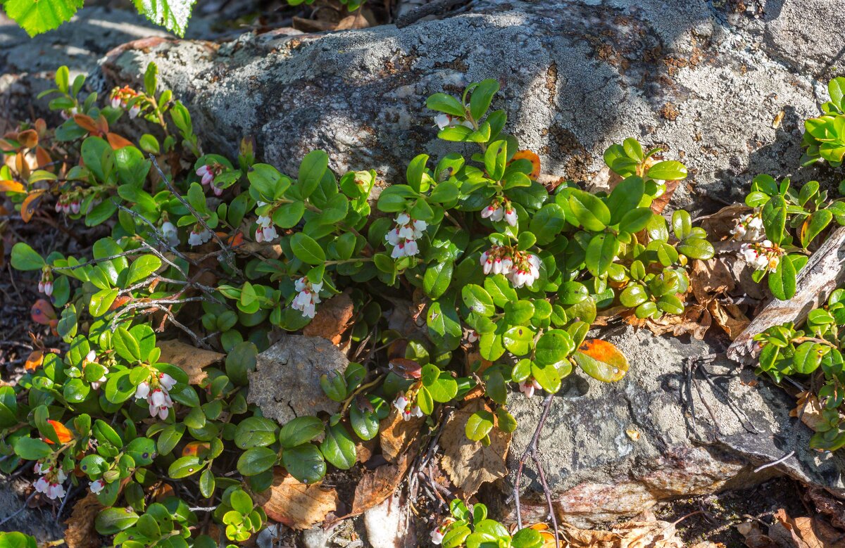 Краски лета. Цветущая брусника. - Алексей Трухин Краски лета. Цветущая брусника. - Алексей Трухин