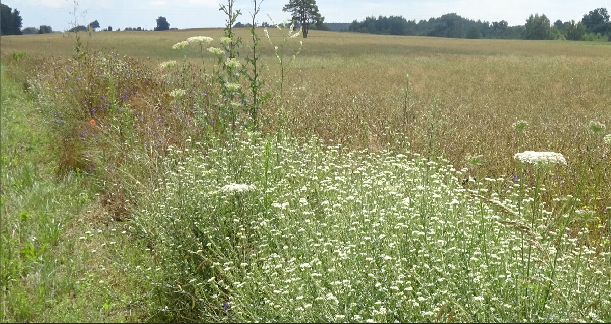 Шаги уходящего лета - rimgis 