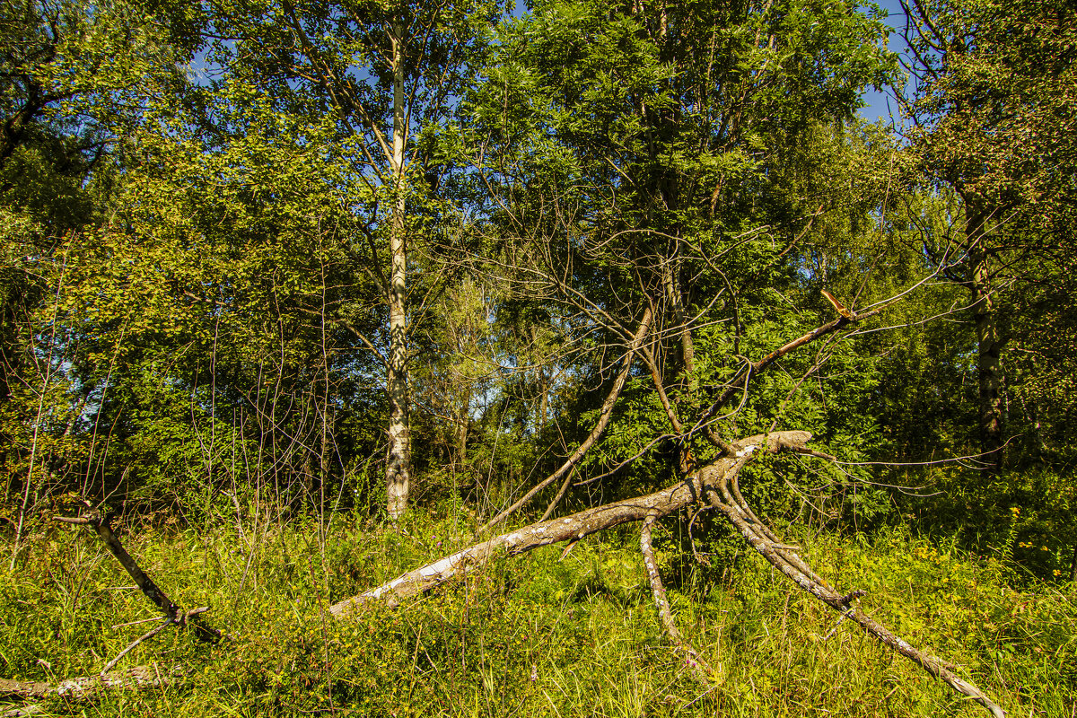 Лесная экзотика - Петр Беляков Лесная экзотика - Петр Беляков