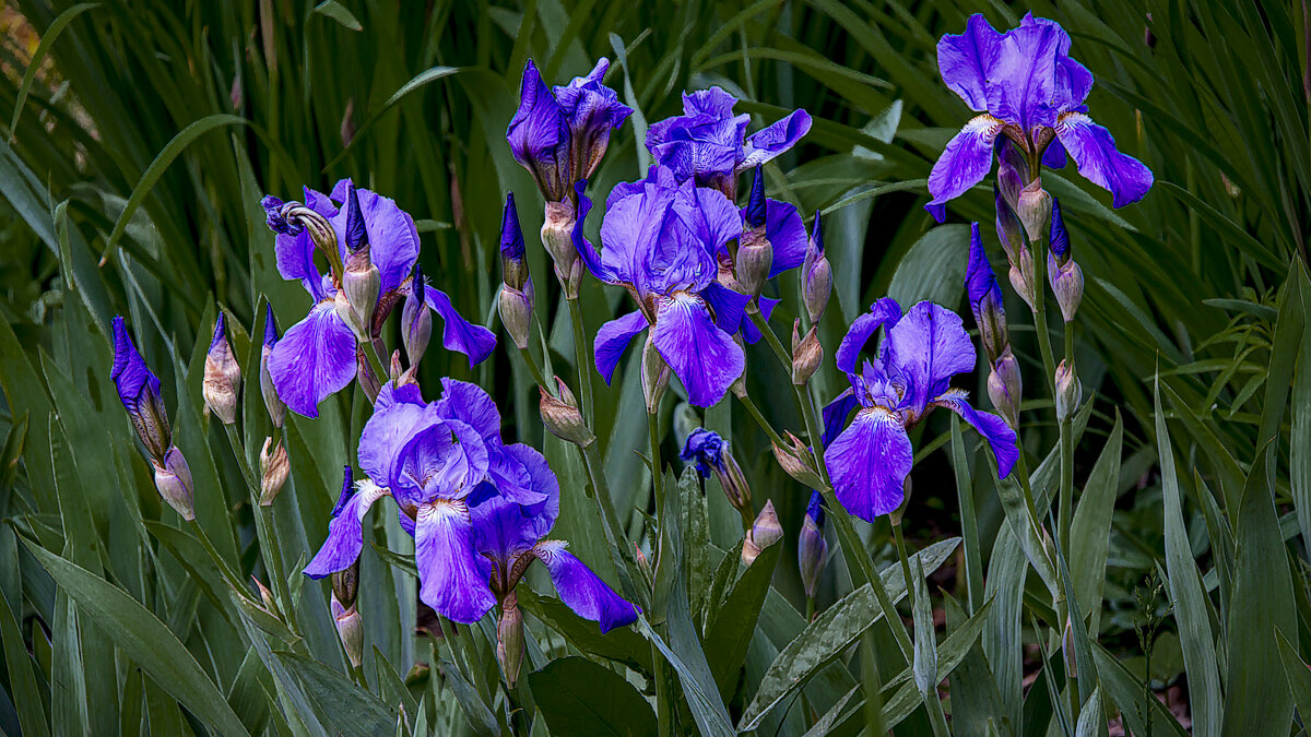 Ирис сибирский - Aleksey Afonin Ирис сибирский - Aleksey Afonin