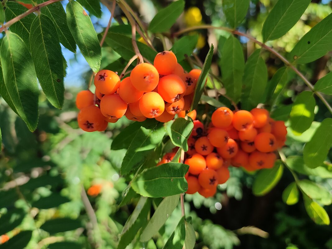 Август - Валентина Богатко 