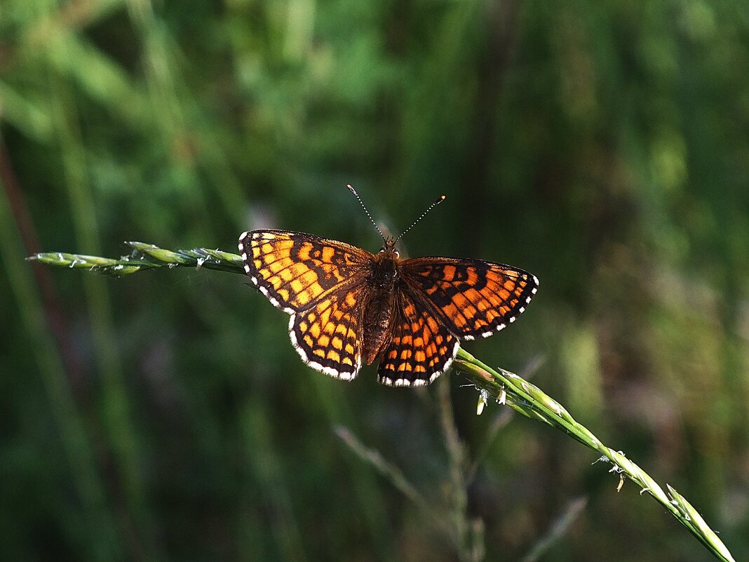 ** - Зоя Мишина