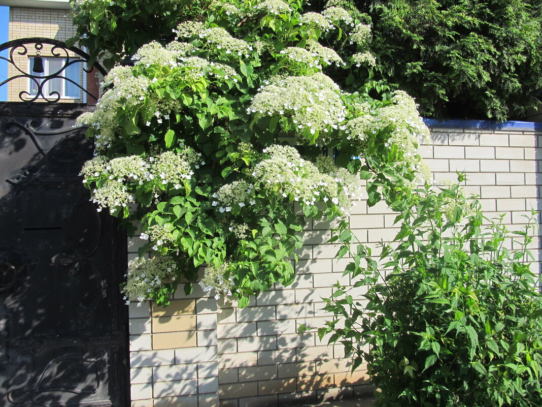 Ах, июнь ! - Елена Шаламова