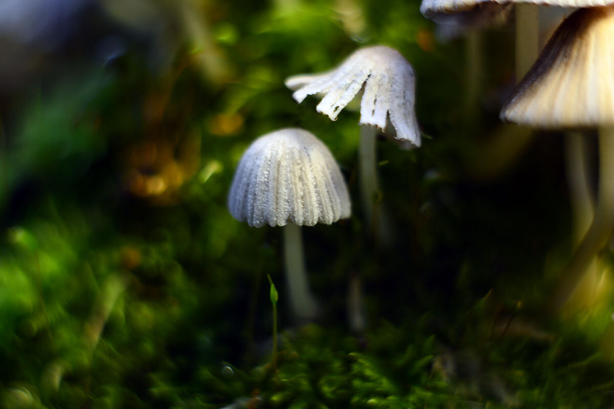 Живой  мох - Геннадий Супрун