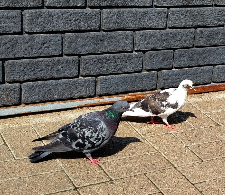 Парочка голубей - светлана льдокова