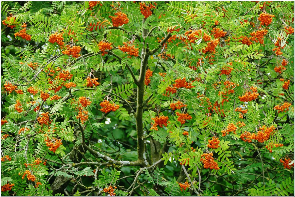 КУСТ... - Elvira E. 