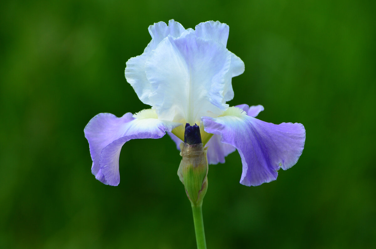 Лето в Ботаническом. Июнь. - Наташа *****