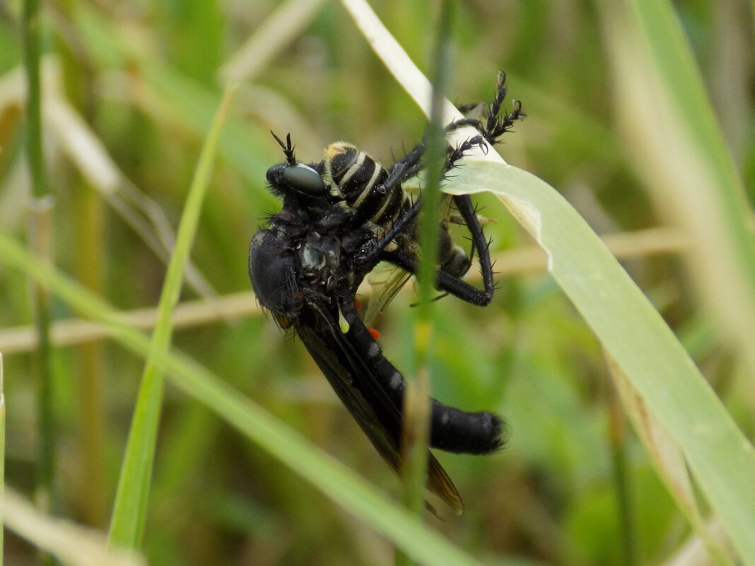 Муха Dasypogon diadema с добычей - Константин Штарк