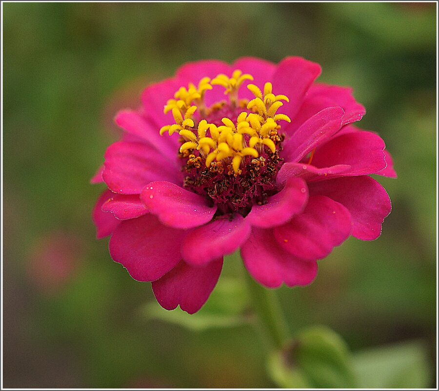 цветочки в ... в горшочке - ставил 