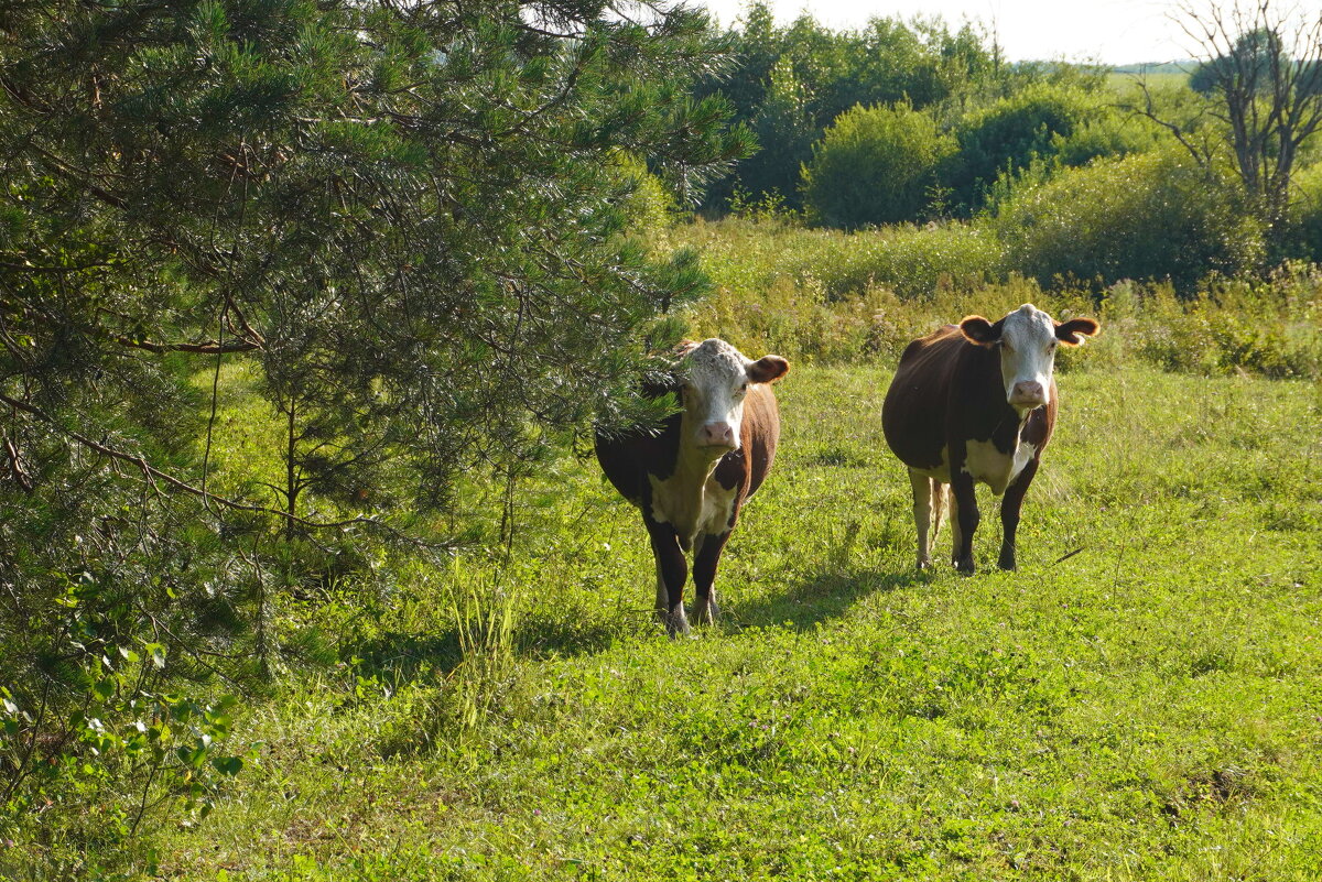 На пастбище - Сергей Ц