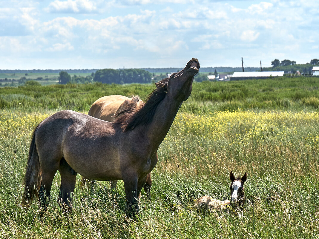 На пастбище - Василий Дворецкий