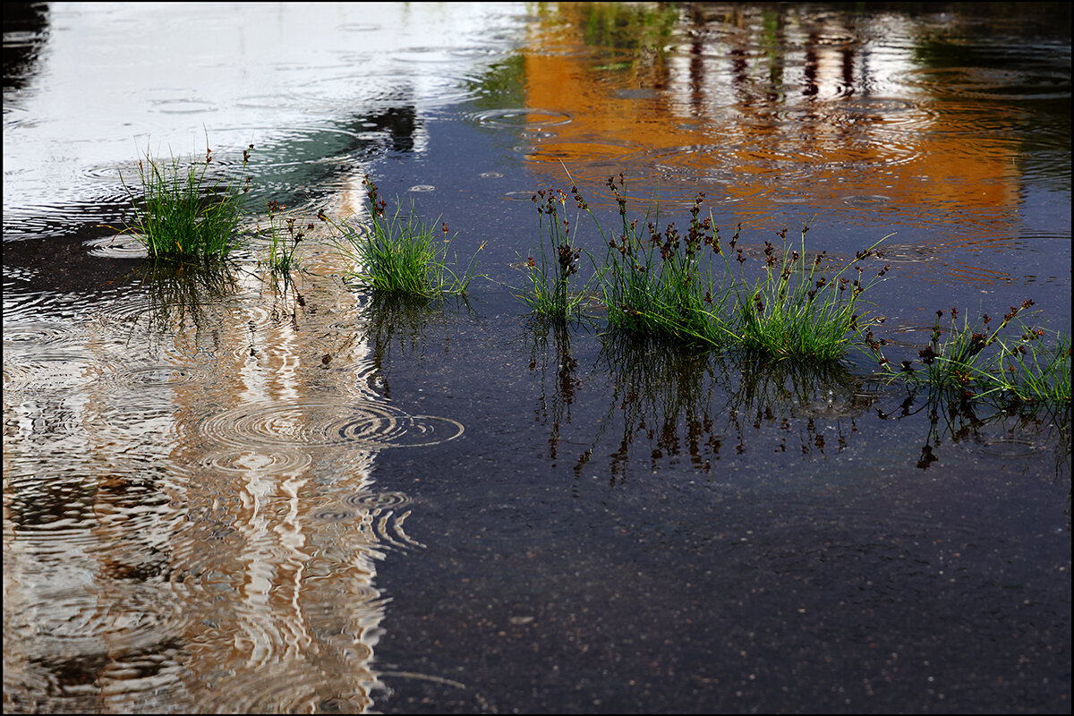 Дождь - Сергей Премонишын