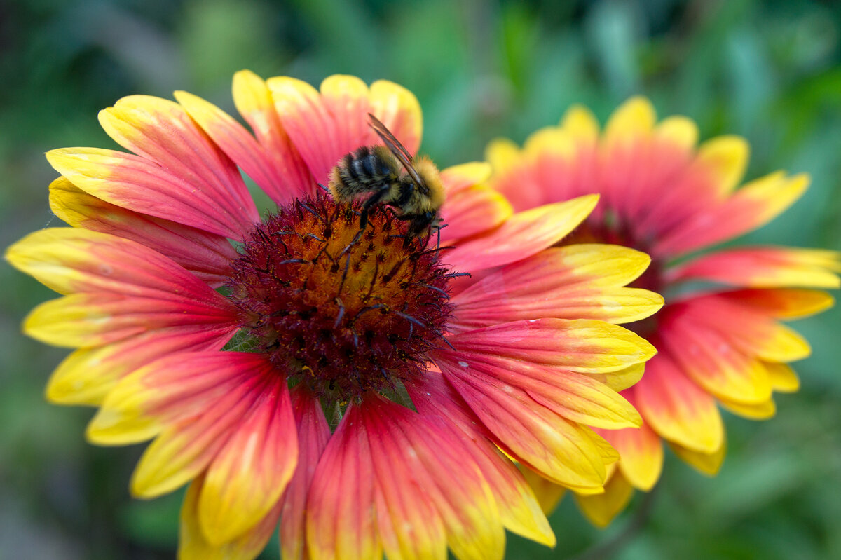 Летние картинки - IRinA*** 